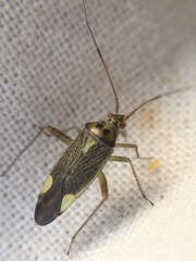 Closterotomus trivialis