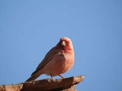 Carpodacus synoicus