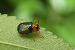 Smaragdina semiaurantiaca