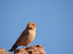 Carpodacus synoicus