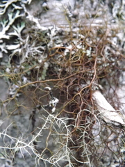 Bryocaulon pseudosatoanum