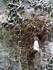 Bryocaulon pseudosatoanum