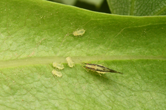Tiliaphis shinjii