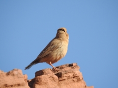 Carpodacus synoicus