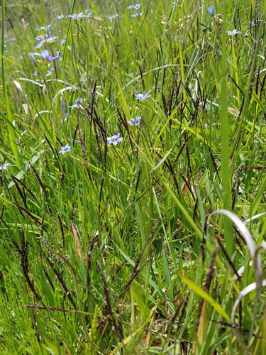 Korean lawngrass (Zoysia japonica)