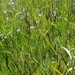 Korean Grass - Photo (c) Kelly Omand, some rights reserved (CC BY-NC), uploaded by Kelly Omand