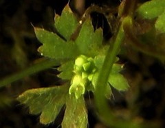 Alchemilla occidentalis