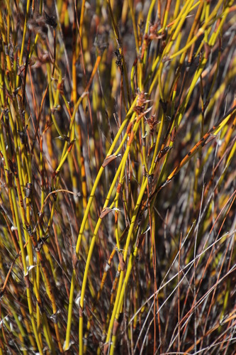 Image of Restio ocreatus by (c) Tony Rebelo, some rights reserved (CC BY-SA)