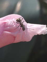 Polyrhachis cupreata