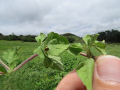 Acanthospermum australe
