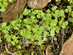 Alchemilla occidentalis