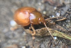 Neocrepidodera transversa