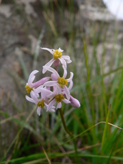 Tulbaghia coddii