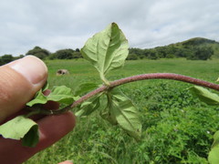 Acanthospermum australe