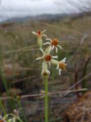 Tulbaghia leucantha