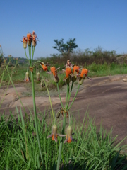 Tulbaghia ludwigiana