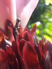 Polyrhachis cupreata