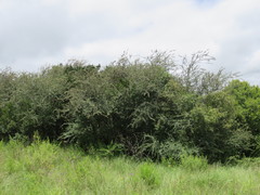 Cotoneaster pannosus