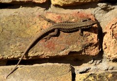 Podarcis muralis