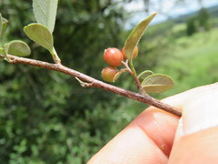 Cotoneaster pannosus
