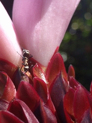 Polyrhachis cupreata