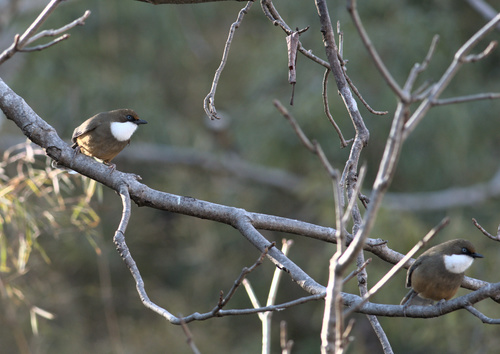 White-throated Laughingthrush (Pterorhinus albogularis), photo 6