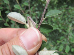 Cotoneaster pannosus