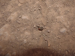 Neodiplogrammus quadrivittatus