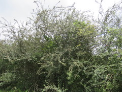 Cotoneaster pannosus