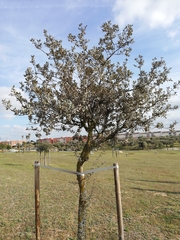 Quercus rotundifolia