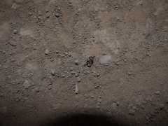 Neodiplogrammus quadrivittatus