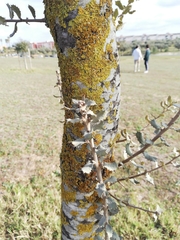 Quercus rotundifolia