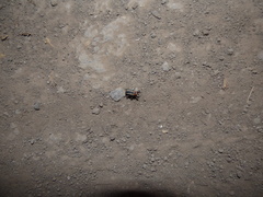 Neodiplogrammus quadrivittatus