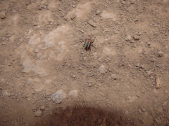 Neodiplogrammus quadrivittatus