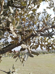 Quercus rotundifolia