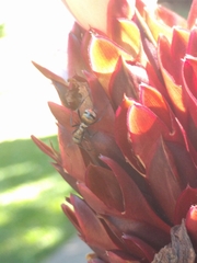 Polyrhachis cupreata