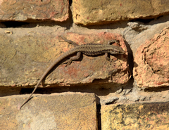 Podarcis muralis