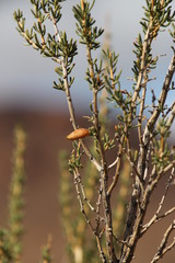 Aspalathus dianthopora