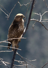Buteo refectus