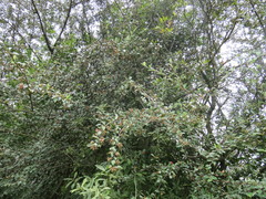 Cotoneaster pannosus