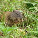 Franklin's Ground Squirrel - Photo (c) ceasol, some rights reserved (CC BY-SA)