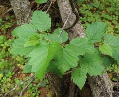 Alnus hirsuta
