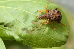 Paroplapoderus turbidus