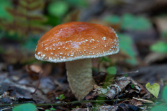 Pholiota lubrica