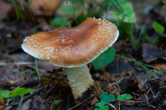 Pholiota lubrica