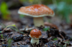Pholiota lubrica