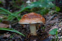 Pholiota lubrica