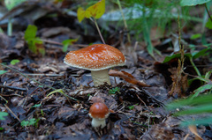 Pholiota lubrica