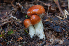 Pholiota lubrica