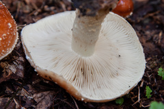 Pholiota lubrica